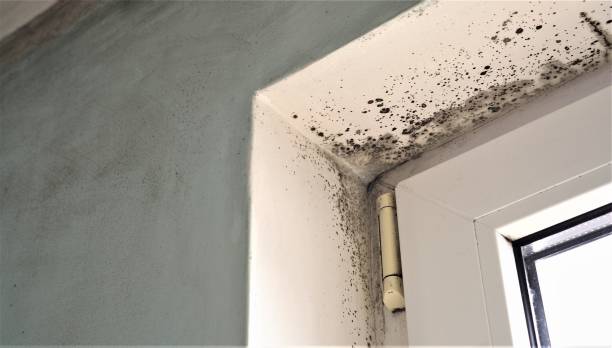 Best Crawl Space Mold Remediation  in Roosevelt, NY